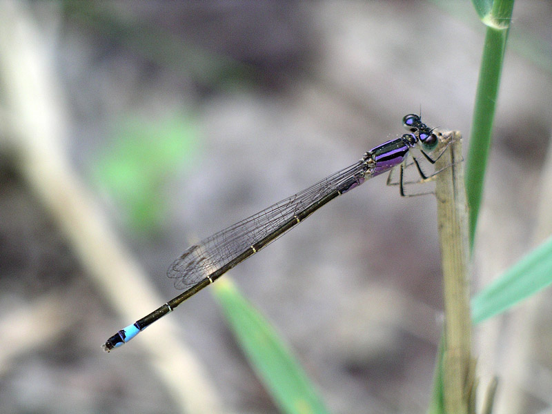 Ischnura elegans